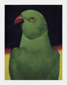 Sarah ML'oiseau 1