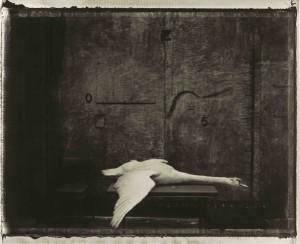 Sarah Mlangage de cygne